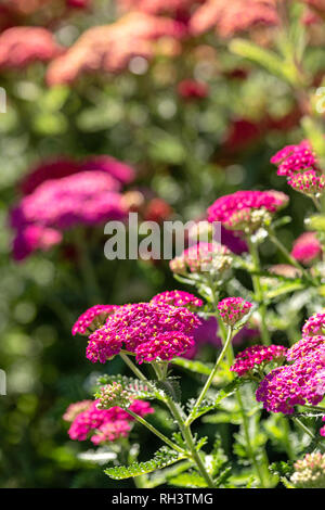 Schafgarbe 'Red Velvet' in der Blüte Stockfoto