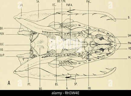 . Brigham Young University science Bulletin. Biologie -- Zeitschriften. Brigham Young University Science Bulletin. BO. HYP.. Bitte beachten Sie, dass diese Bilder sind von der gescannten Seite Bilder, die digital für die Lesbarkeit verbessert haben mögen - Färbung und Aussehen dieser Abbildungen können nicht perfekt dem Original ähneln. extrahiert. Der Brigham Young University. Provo, Utah: Brigham Young University Stockfoto