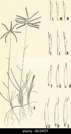 . Brigham Young University science Bulletin. Biologie -- Zeitschriften. 118 der Brigham Young University Science Bulletin. 3 H. Bitte beachten Sie, dass diese Bilder sind von der gescannten Seite Bilder, die digital für die Lesbarkeit verbessert haben mögen - Färbung und Aussehen dieser Abbildungen können nicht perfekt dem Original ähneln. extrahiert. Der Brigham Young University. Provo, Utah: Brigham Young University Stockfoto