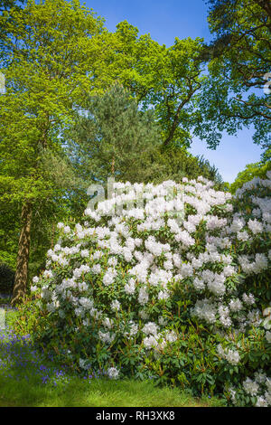 Rhododendron Loders weiß blühenden in Wiltshire Woodland Garden im Mai in Großbritannien Stockfoto