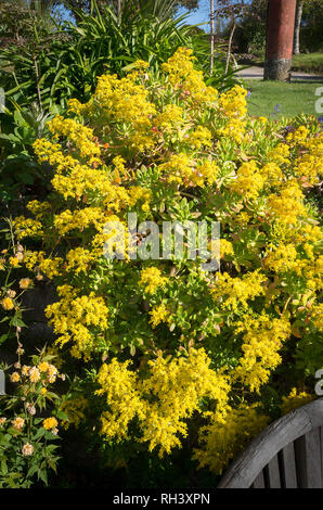 Aeonium arboreum Lager gelbe Blumen in Ein kornisches Garten im Frühsommer in Großbritannien Stockfoto