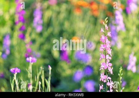 Schönen violetten Blüten im Frühjahr Wald an einem sonnigen Tag Stockfoto