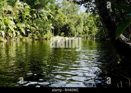 Kühles Wasser in einem tropischen stream läuft, Finch Hatton, Queensland, 4756, Australien Stockfoto