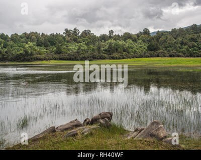 Ephemere Feuchtgebiete im Sommer, schöne ruhige Landschaft, Natur, See Kiriopukae, Te Urewera National Park, North Island, Neuseeland Stockfoto