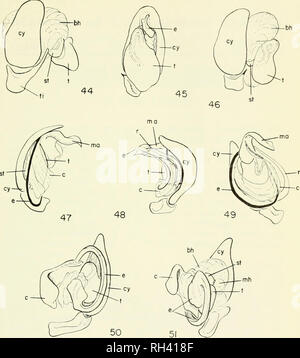 . Breviora. 1967 PALPEN DER MÄNNLICHEN SPINNEN 27. Abb. 44. Metacyrbu ectodorsal iindata, Ansicht eines erweiterten Rechten palpus. Abbn. 45, 46. Tutelina elegans. 45, ventrale Ansicht einer Ungeschäumten rechts palpus. 46, Ectodorsal Ansicht eines erweiterten Rechten palpus. Abbn. 47-49. Hyptiotes cavatiis. 47, Ectal Ansicht einer Ungeschäumten rechts palpus. 48, Mesal Ansicht einer Ungeschäumten rechts palpus. 49, Ectoventral Ansicht eines erweiterten Rechten palpus. Abbn. 50, 51. Dictyna siiblata. 50, Mesal Ansicht einer unex palpus Rechts verbreitet. 51, ventrale Ansicht eines erweiterten Rechten palpus.. Bitte beachten Sie, dass diese Bilder aus Scan extrahiert werden Stockfoto