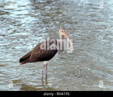 Ein jugendlicher American White Ibis, Eudocimus Albus, im Wasser, in einem Teich am Lakeview Park in Corpus Christi, Texas USA. Stockfoto