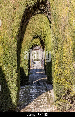 Anzeigen von gewölbten Sträucher bilden einen Korridor mit einer Tiefe Perspektive mit Steinboden, wunderbar ruhigen und sonnigen Tag in der Alhambra in Granada, Spanien Stockfoto