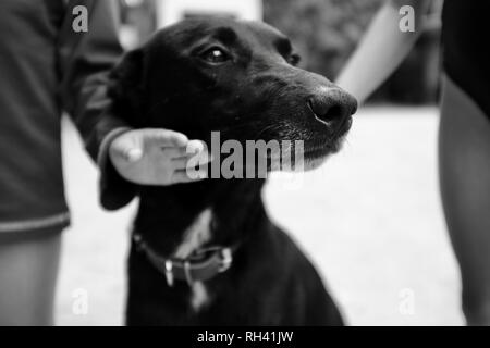 Porträt eines freundlichen schwarzen Hund gestreichelt durch Kinder, Finch Hatton, Queensland, 4756, Australien Stockfoto