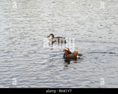 Mandarinente (Aix galericulata) und weibliche Stockente (Anas platyrhynchos) im Winter im Eye Green Local Nature Reserve, Peterborough, Cambridgeshire Stockfoto