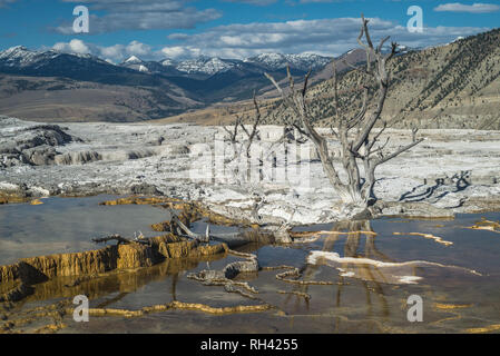 Lange tote Bäume steigen aus mineralisierten Terrassen in Mammoth Hot Springs, bevor ein Blick auf schneebedeckte Berge im Yellowstone National Park mit einer Kappe bedeckt. Stockfoto