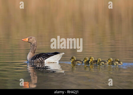 Graugans (Anser anser) Mutter schwimmen, bei der die Zeile der Gänschen/Küken hinter ihr im See im Frühjahr Stockfoto