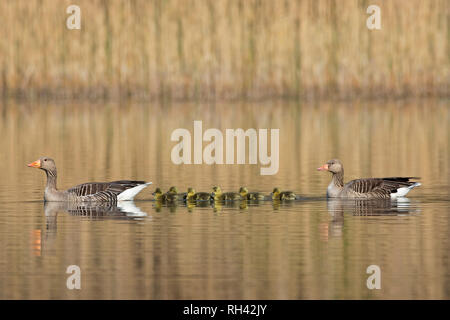 Graugans (Anser anser) Eltern schwimmen mit gänschen/Küken in See im Frühjahr Stockfoto