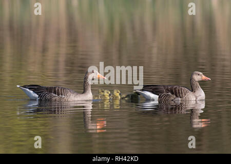 Graugans (Anser anser) Eltern schwimmen mit gänschen/Küken in See im Frühjahr Stockfoto