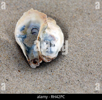 Isolierte Oyster shell am Sandstrand Stockfoto