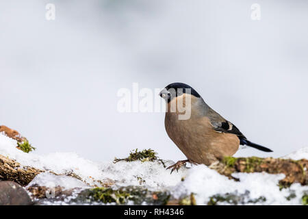 Weibliche Gimpel im Winter Schnee in Mid Wales Stockfoto