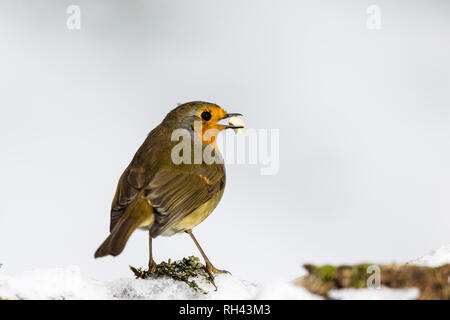 Robin im Winter Schnee in Mid Wales Stockfoto