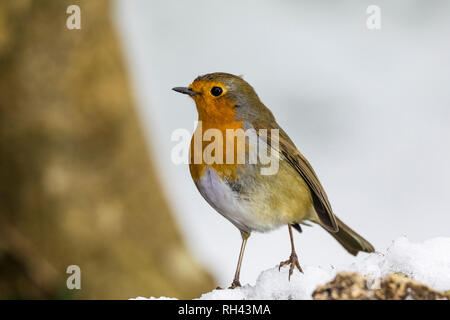 Robin im Winter Schnee in Mid Wales Stockfoto