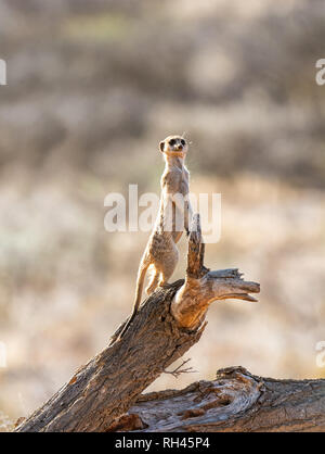 Ein Erdmännchen stehend Sentry auf einem toten Baum im südlichen afrikanischen Savanne Stockfoto