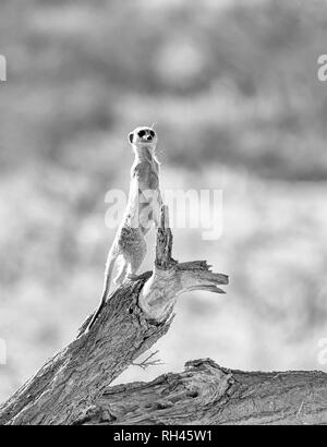 Ein Erdmännchen stehend Sentry auf einem toten Baum im südlichen afrikanischen Savanne Stockfoto