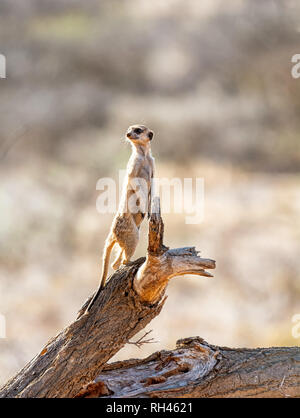 Ein Erdmännchen stehend Sentry auf einem toten Baum im südlichen afrikanischen Savanne Stockfoto