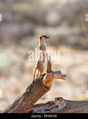 Ein Erdmännchen stehend Sentry auf einem toten Baum im südlichen afrikanischen Savanne Stockfoto