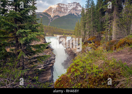 Athabasca Falls im Jasper National Park. Alberta, Kanada. Stockfoto