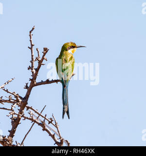 Eine Schwalbe - angebundenen Bienenfresser auf einem Baum in der südlichen afrikanischen Savanne gehockt Stockfoto
