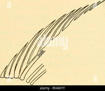 . Eine kurze allgemeine Konto fossiler Fische: Die Trias Fische von New Jersey. Fische, Fossil, Paläontologie. Der GEOLOGE. 85. Abb. 12. Semionotus fultus Ag. Fulcra und anterioren Strahlen der Rückenflosse Wie schon bemerkt, das einzige Kriterium herangezogen, indem Neue-Berry für die Unterscheidung zwischen den sogenannten S. m opt Eru bestand in einer vermeintlichen relativ größerer Tiefe der Körper - "Die Fusiform und schlanken Fisch stehend für/. fultus, und der breiteren für/. Macropterus." Neugierig genug, es durch Dr. Eaton gezeigt wurde, ist nach einer Studie der Newberry Vorlagen im Amerikanischen Museum von N Stockfoto