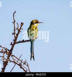 Eine Schwalbe - angebundenen Bienenfresser auf einem Baum in der südlichen afrikanischen Savanne gehockt Stockfoto