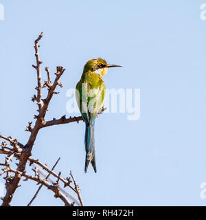 Eine Schwalbe - angebundenen Bienenfresser auf einem Baum in der südlichen afrikanischen Savanne gehockt Stockfoto