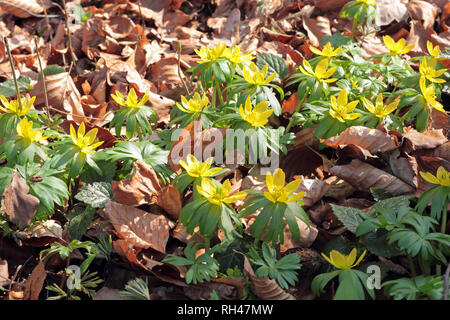 Winter-Aconitum in einen Buchenwald im zeitigen Frühjahr Stockfoto