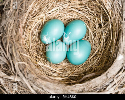 Robin's Nest mit 4 Eiern: Vier blaue American Robin Eier in eine gut gebaute Nest von getrockneten Gräsern und Zweigen.