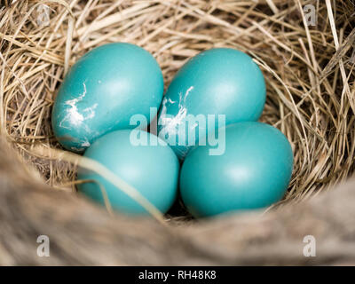 Robin's Nest mit 4 Eiern: Vier blaue American Robin Eier in eine gut gebaute Nest von getrockneten Gräsern und Zweigen. Stockfoto