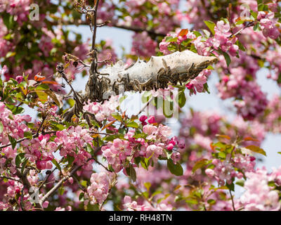 Zelt Raupen an einem blühenden Baum: ein Brodelnder Schwarm Zelt Raupen deckt die Niederlassung einer Blüte crab Tree in duftenden rosa Frühling Blüten bedeckt. Stockfoto