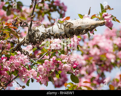 Zelt Raupen an einem blühenden Baum: ein Brodelnder Schwarm Zelt Raupen deckt die Niederlassung einer Blüte crab Tree in duftenden rosa Frühling Blüten bedeckt. Stockfoto