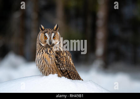 Waldohreule, Asio otus im Winter. Stockfoto