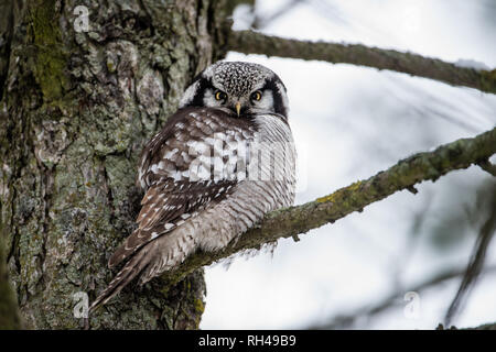 Die Northern Hawk Owl (Surnia Ulula) ist ein Tageslicht Jäger. Hier hocken auf einem Zweig in der Nähe der Stamm mit einem grauen Defokussierten backrground Stockfoto