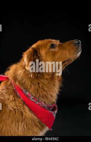 Golden Retriever in Schwarz Hintergrund isoliert Stockfoto