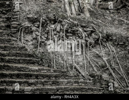 Überwachsene Treppe durch den Dschungel in Dzibanche Maya Ruinen in Mexiko zurückgefordert. Stockfoto