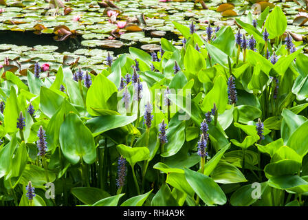 Im Vordergrund ein Landstrich der riesigen pickerel Unkraut mit Lila Spitzen von Blumen und herzförmige Blätter; im Hintergrund ein Teich mit Seerosen. Stockfoto