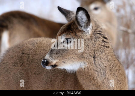 Weiß schmollte fast ausgewachsenes Fawn in der Natur Stockfoto