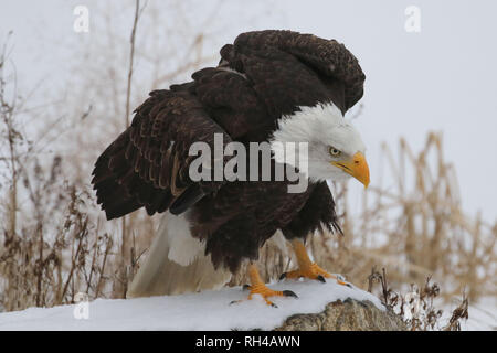 Reifen Adler am Raptor Park Stockfoto