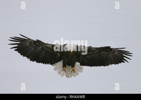 Reifen Adler am Raptor Park Stockfoto