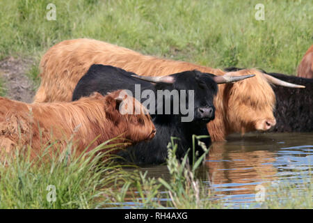 Langhaarige Vieh" GURRT" im Teich Stockfoto