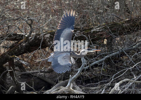 Great Blue Heron im Flug auf dem Fluss Stockfoto