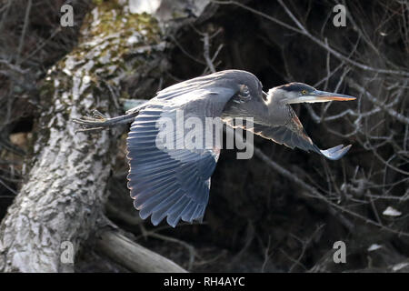 Great Blue Heron im Flug auf dem Fluss Stockfoto