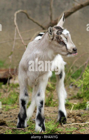 Babyziegen auf einer Farm im Frühjahr Stockfoto