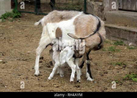 Babyziegen auf einer Farm im Frühjahr Stockfoto