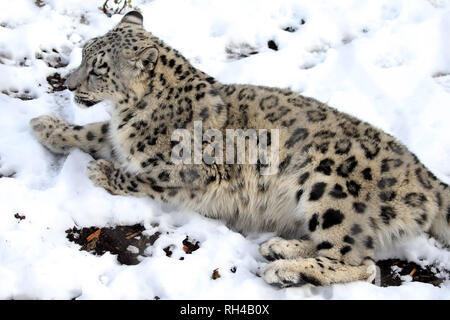 Snow Leopard im Zoo Stockfoto