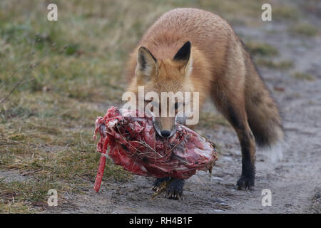 Red Fox am Hafen Cbourg Stockfoto